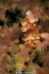 Pygmy seahorse by Oksana Maksymova 